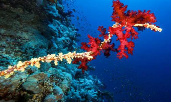 Su altında açan renkli bahçeler