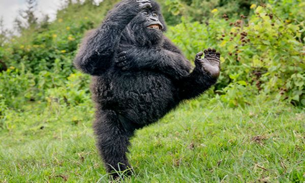 Vahşi yaşam komedi fotoğrafı kazananları belli oldu