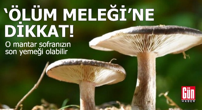 'Ölüm meleği' organ yetmezliğine yol açıyor