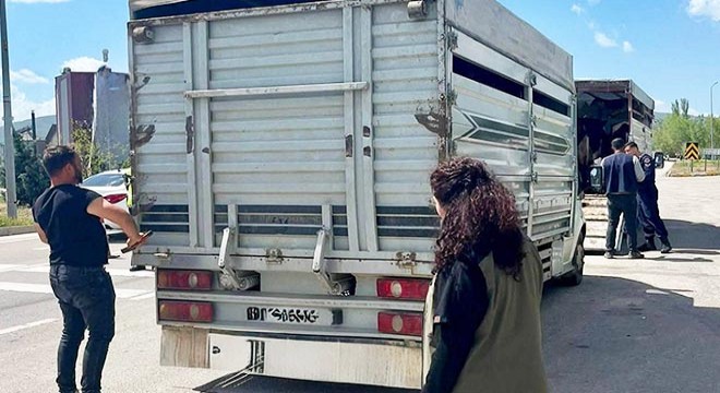 Afyon'da canlı hayvan nakil araçlarına denetim