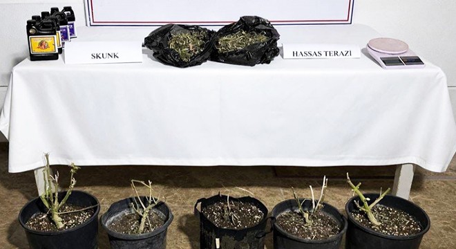 Aksu'da serada uyuşturucu üretimine operasyon