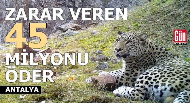 Anadolu parsına zarar vermenin cezası 45 milyon TL