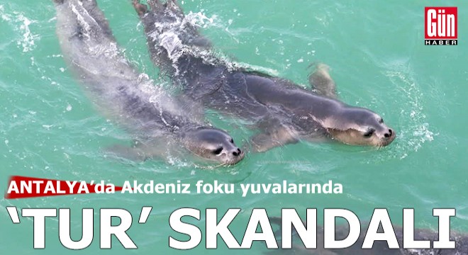 Antalya'da Akdeniz foku yuvalarında ‘tur' skandalı