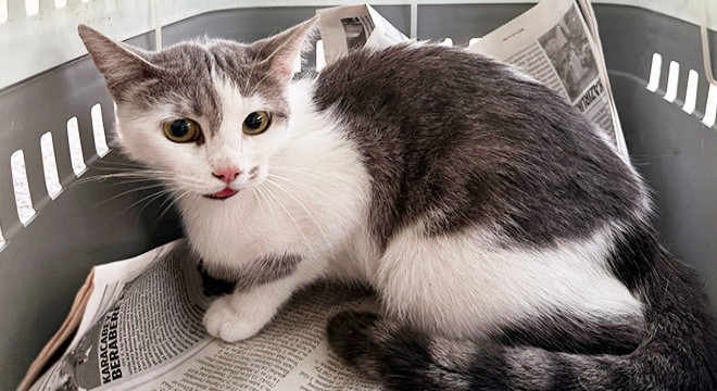 Antalya'da ağaçta mahsur kalan kedi kurtarıldı