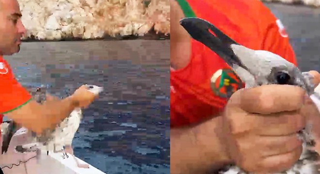 Antalya'da misinaya dolanan martıyı balıkçılar kurtardı