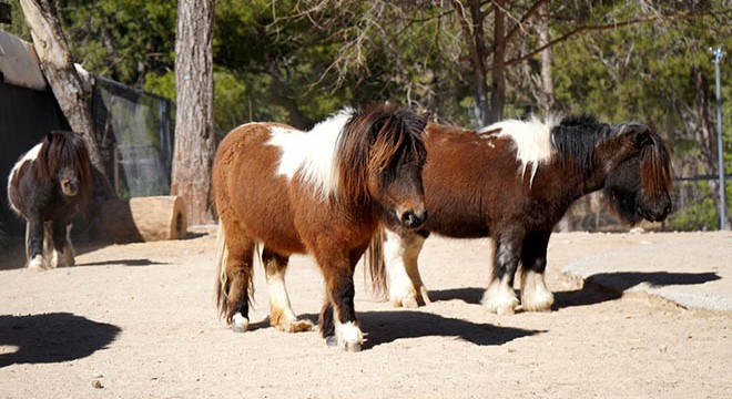 Antalya'da bayramda doğan midilli 'Şeker', 1 yaşına giriyor