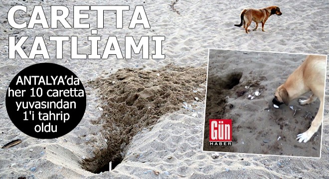 Antalya'da caretta caretta katliamı