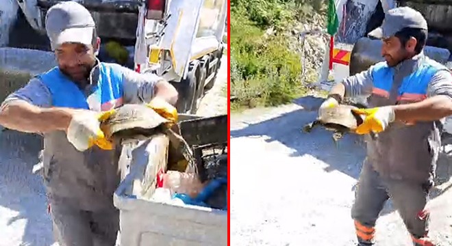Antalya'da çöp konteynerine atılan kaplumbağa kurtarıldı
