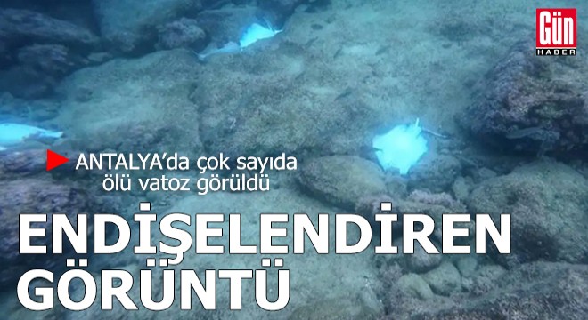 Antalya'da endişelendiren görüntü! Çok sayıda ölü vatoz görüldü