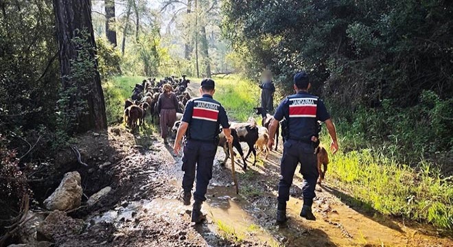 Antalya'da kayıp 41 keçiyi jandarma buldu
