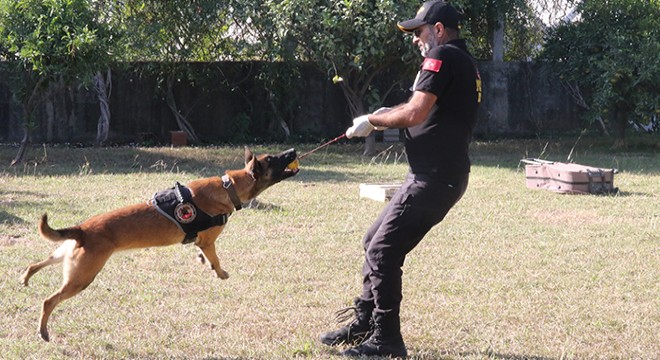 Antalya'da narkotik köpeklerinin sıra dışı eğitimi