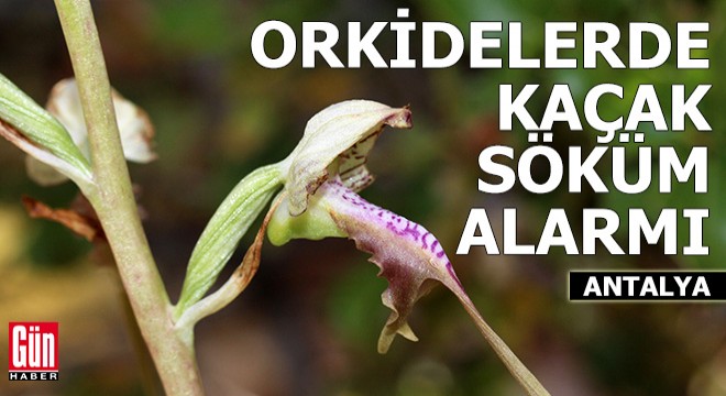 Antalya'da orkidelerde kaçak söküm alarmı