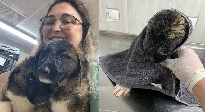 Antalya'da su kanalında mahsur kalan 2 köpek kurtarıldı