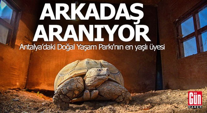 Antalya'daki 'Sabi'ye arkadaş aranıyor
