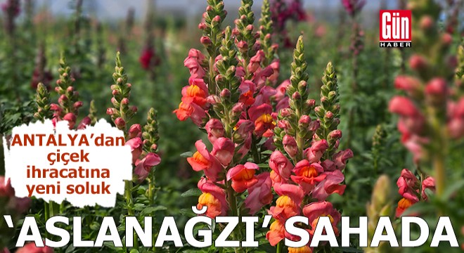 Antalya'dan çiçek ihracatına yeni soluk: Aslanağzı sahada