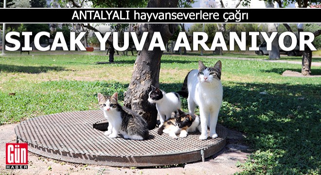 Antalyalı hayvanseverlere çağrı: Sıcak yuva aranıyor