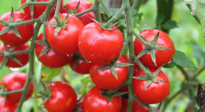 Bilim insanlarından 'patlamış mısır kokulu' domates