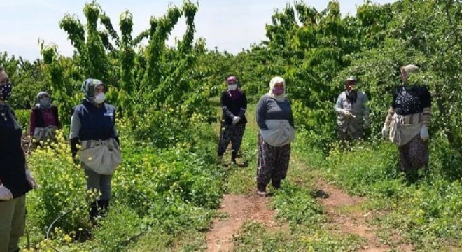 Bu ağacı eken sene sonunda evini, arabasını alıyor