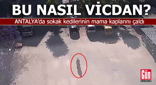 Bu nasıl vicdan? Sokak kedilerinin mama kaplarını çaldı