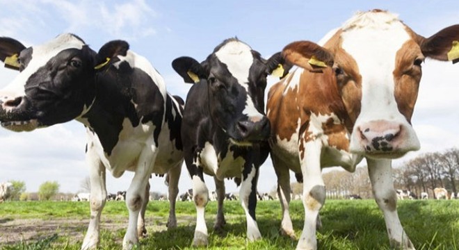 Burdur Hayvan Pazarı açıldı