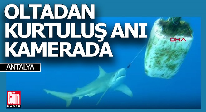 Burnuna olta kancası takılan köpek balığını dalgıçlar kurtardı