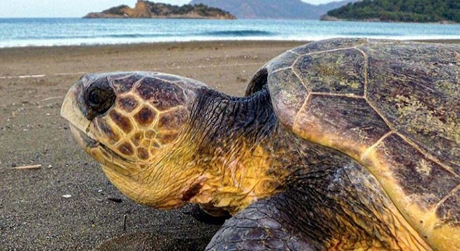 Caretta carettaların yumurtlama dönemi başladı