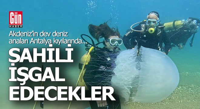 Dev deniz anaları Antalya'da kıyılara ulaştı