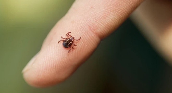 Dikkat: Sayıları arttı! Sakın bunları yapmayın