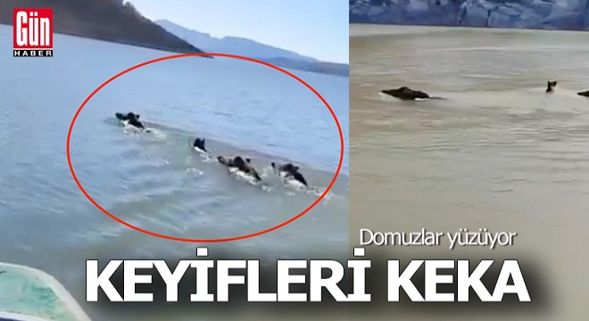 Domuz sürüsünün yüzme keyfi