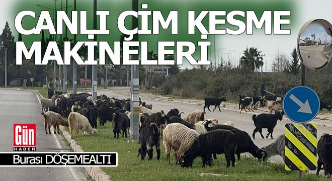 Döşemealtı'nın canlı çim kesme makineleri