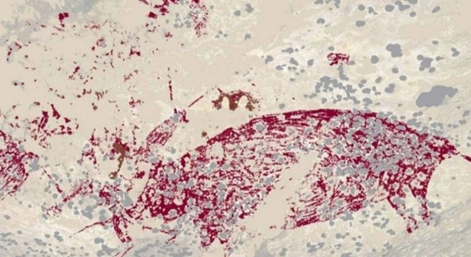 Dünyanın en eski mağara resmi bulundu