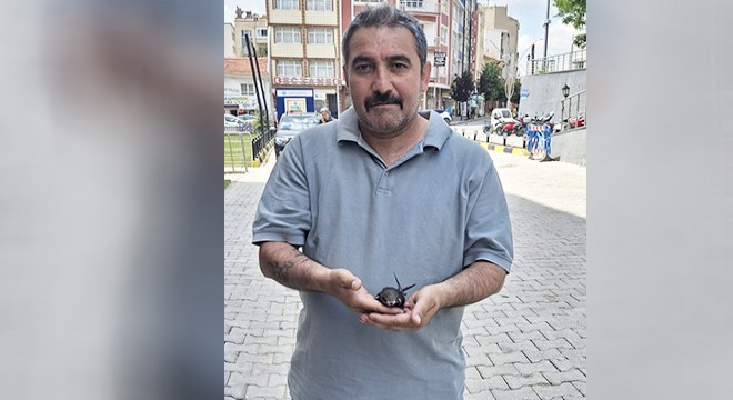 Ebabil kuşunu kurtardı
