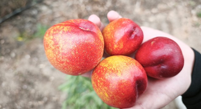 Erkenci nektarinin kilosu 500 TL