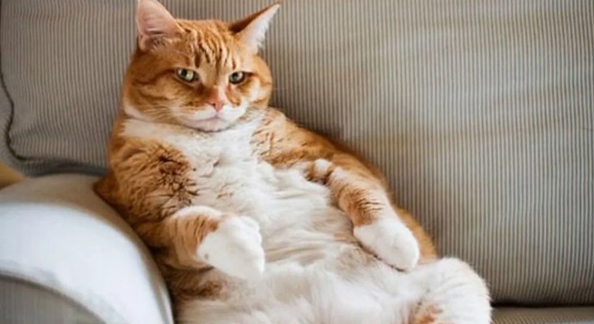 Evcil hayvanlarda obezite alarmı