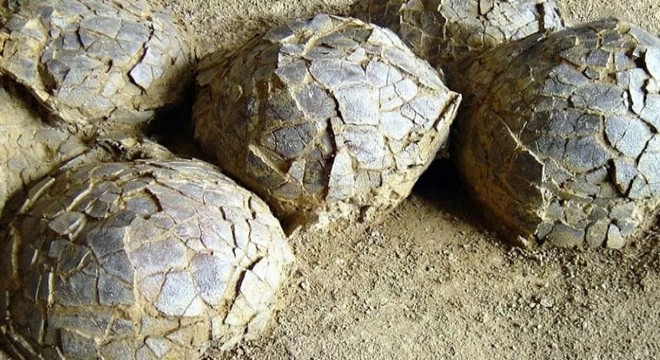 Fransa'da 70 milyon yıllık dev keşif