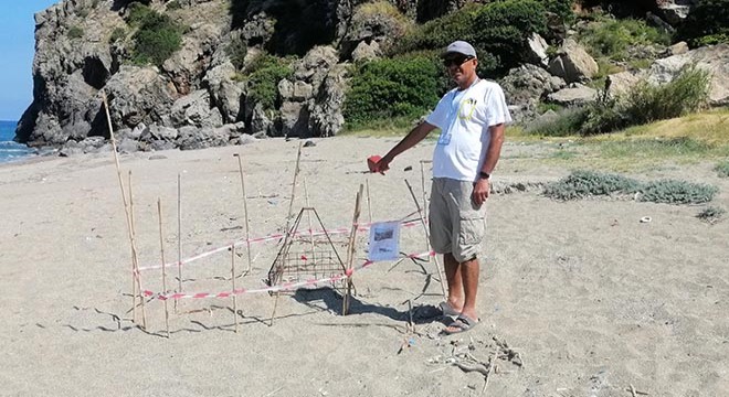 Gazipaşa'da yılın ilk caretta caretta yuvası korumaya alındı