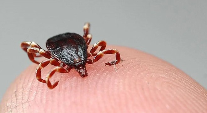 Havalar ısındı, keneler uyandı