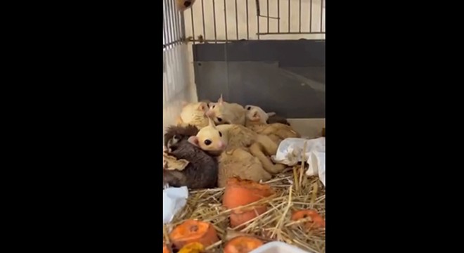 Isparta'da 33 şeker planörü ve 2 Arap tavşanı ele geçirildi