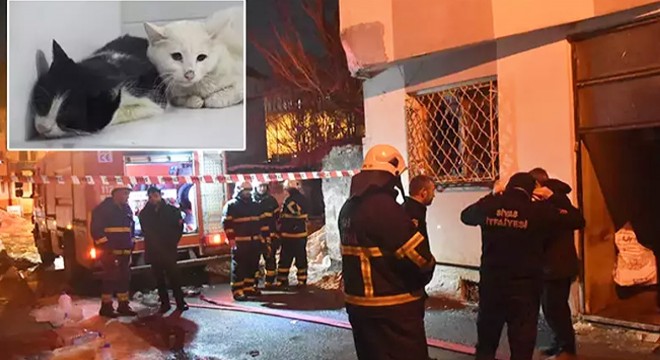 Kedilerin beslendiği evde yangın; 26 kedi öldü