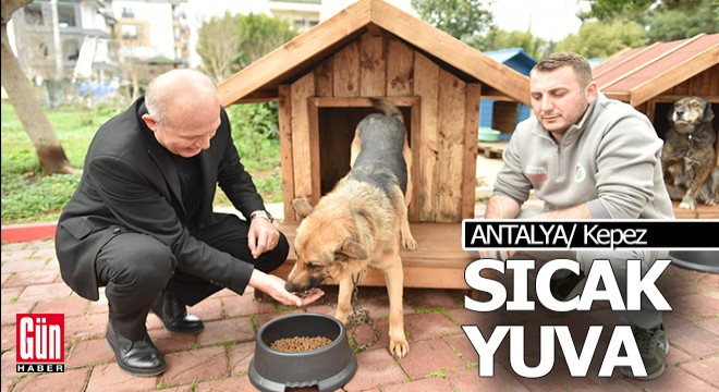 Kepez'de sokak hayvanlarına sıcacık yuvalar