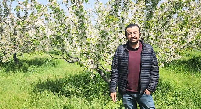 Kirazda don riski atlatıldı, rekolte beklentisi yükseldi