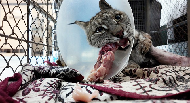 Köpek saldırısında yaralanan vaşak hayata tutundu