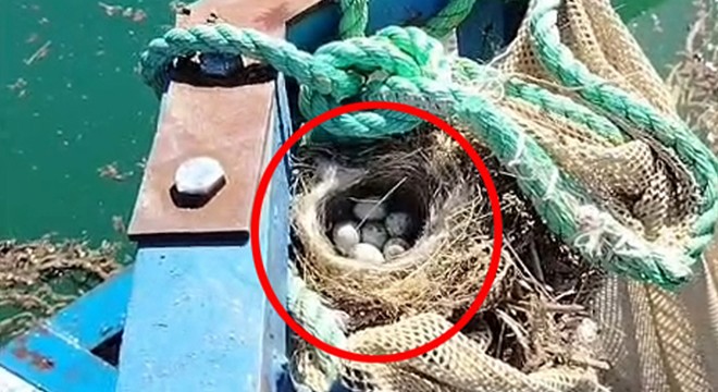 Kuş yuvasını bozmamak için balık ağını suya indirmedi