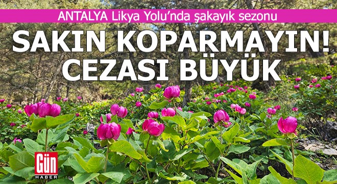 Sakın koparmayın! Antalya Likya Yolu'nda şakayık sezonu