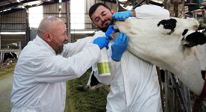 Şap hastalığı için sprey geliştirdiler