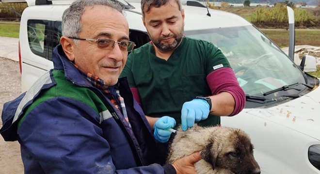 Serik'te kedi ve köpeklere çip uygulaması