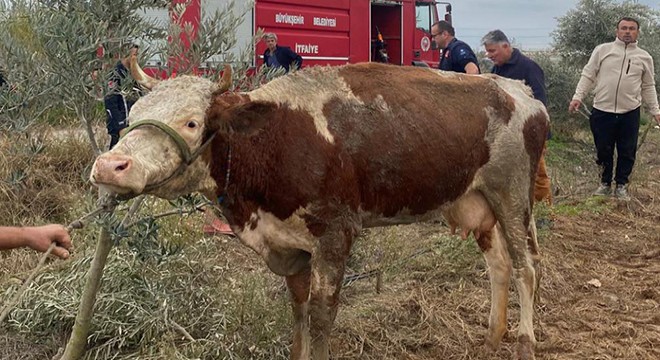Serik'te su kanalına düşen inek kurtarıldı