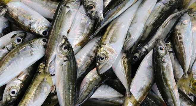 Sofralarda en çok o balık yendi