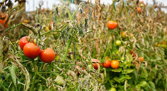 Söğüt domatesine coğrafi işaret alınacak