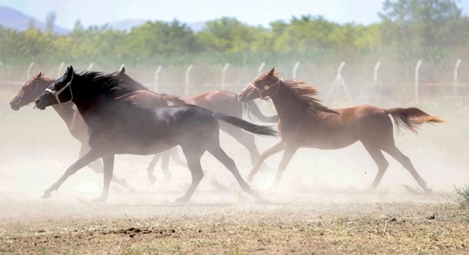 TİGEM'den 'yarış atları kayıp' iddialarına açıklama